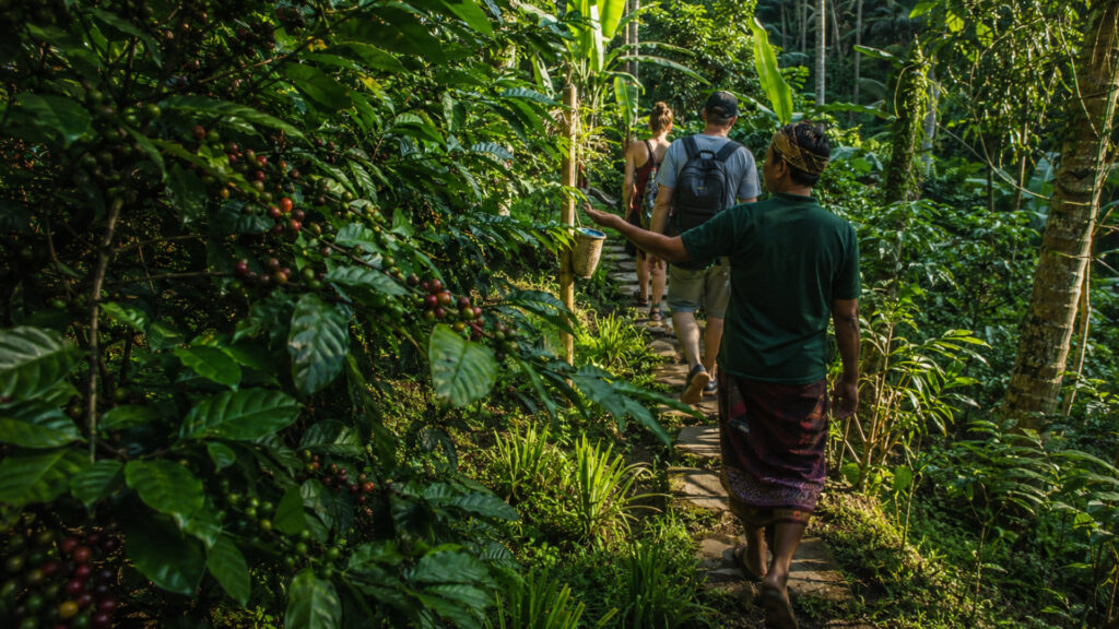 Ubud Coffee Plantation Tour: Complete Guide & Private Experience