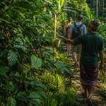 Ubud Coffee Plantation Tour