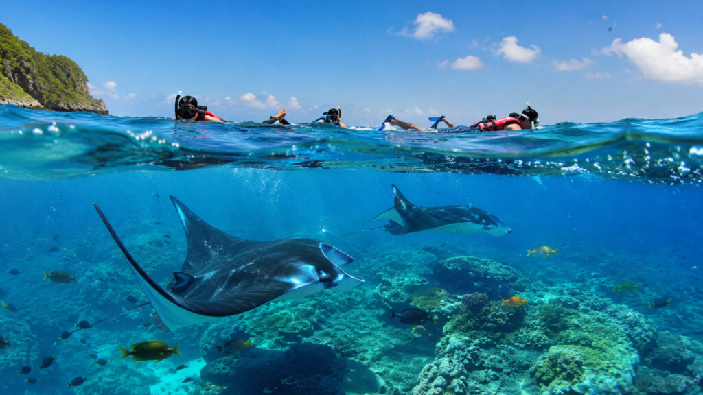 Swim with Manta Rays Nusa Penida