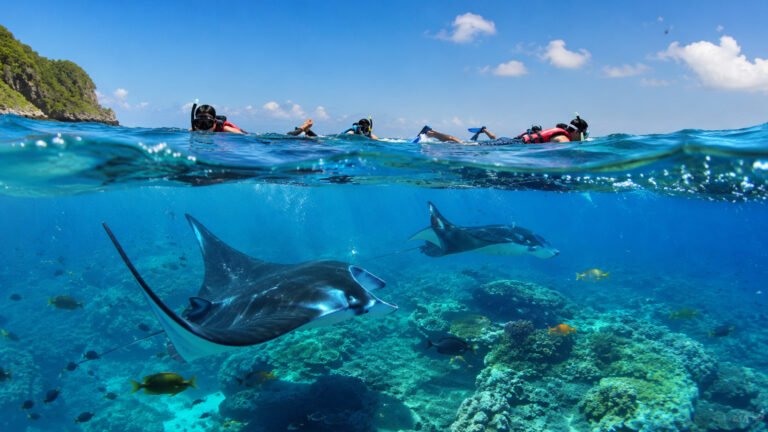 Swim with Manta Rays Nusa Penida