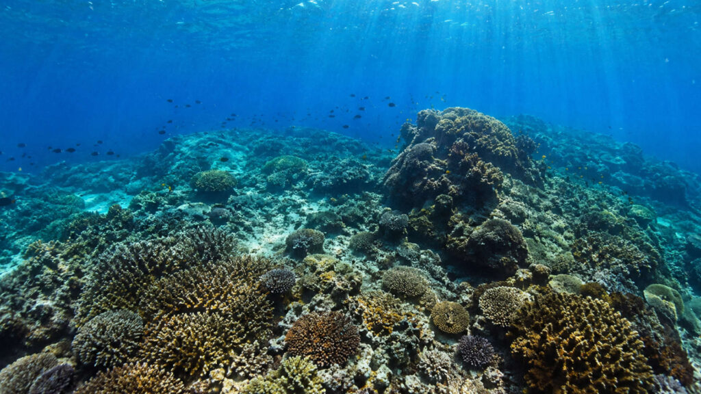 view in snorkling