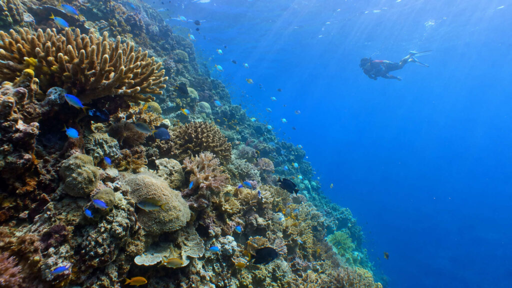 Wall Point Nusa Penida