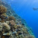 Wall Point Nusa Penida