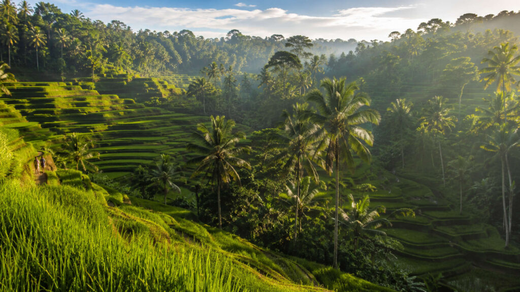 tegalalang ubud
