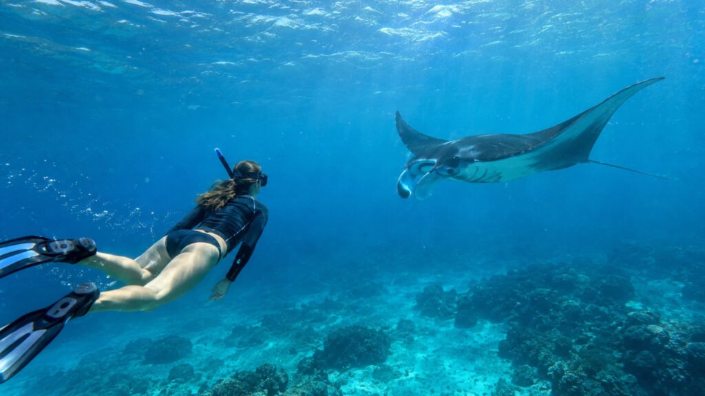 manta rays snorkeling nusa penida