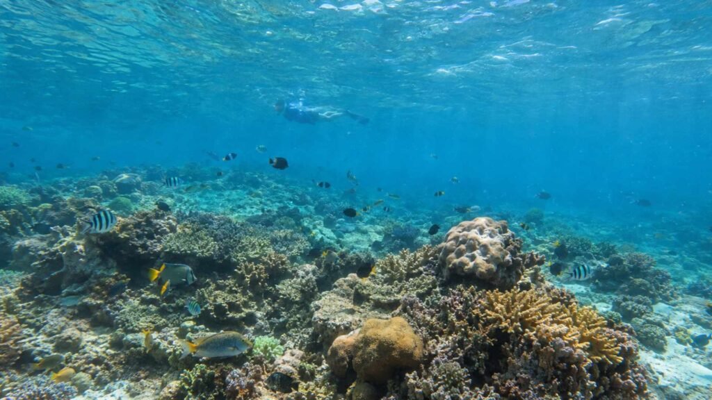 view snorkling