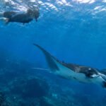 Manta Season Nusa Penida