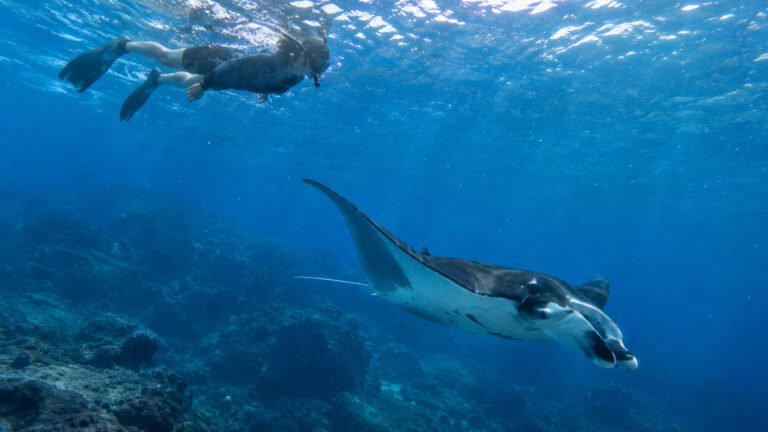 Manta Season Nusa Penida