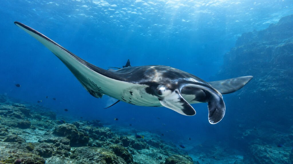 manta snorkling